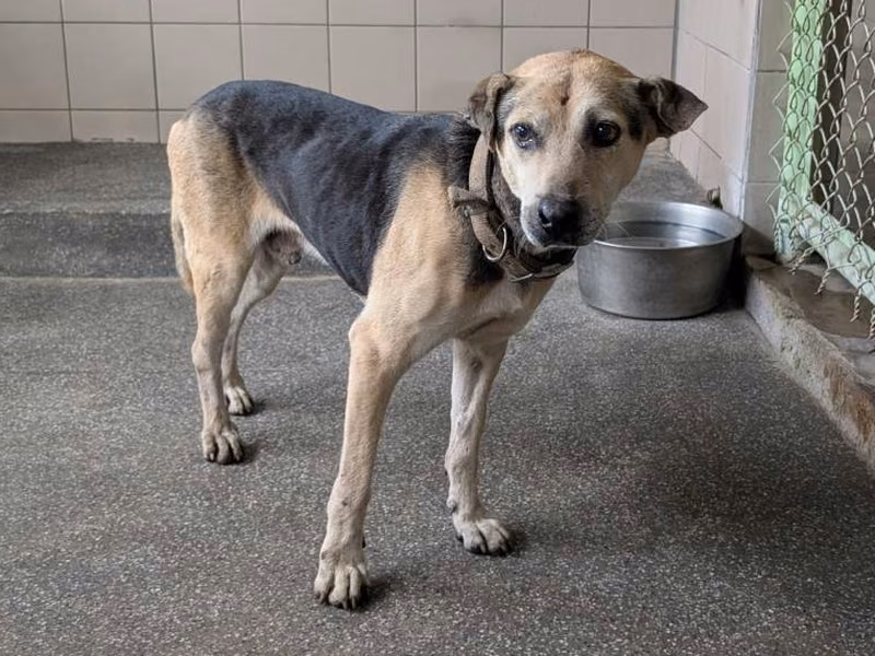 Black adult male mixed-breed dog, Large, shelter no. …2202