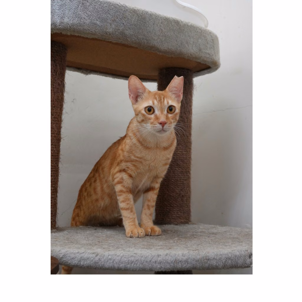Orange adult male mixed-breed cat, Medium, shelter no. …3-05
