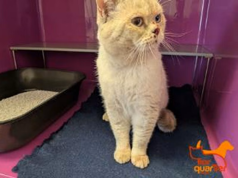 Gray adult male British Shorthair, shelter no. …3940