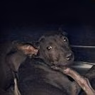 Black young mixed-breed dog, Small, shelter no. …4003