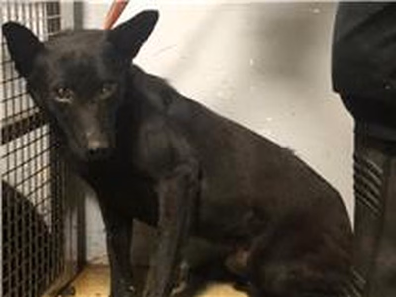 Black adult female mixed-breed dog, Medium, shelter no. …2802