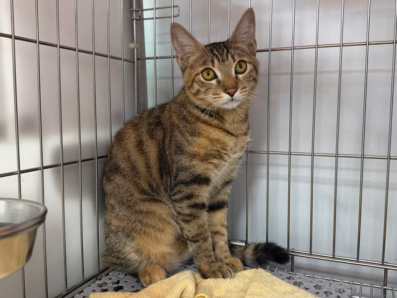 Tabby young female mixed-breed cat, Small, shelter no. …0102