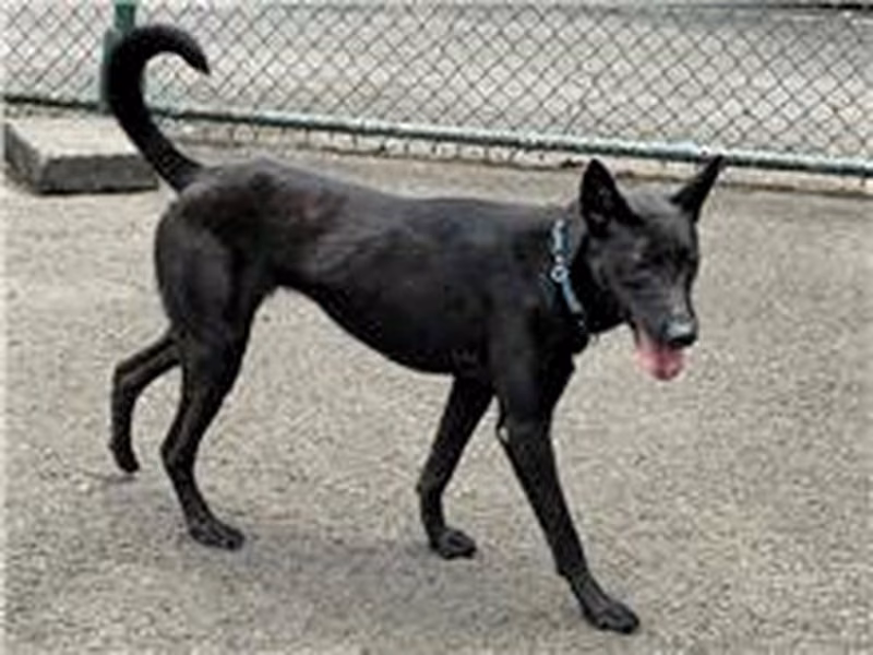 Black young female mixed-breed dog, Small, shelter no. …0209