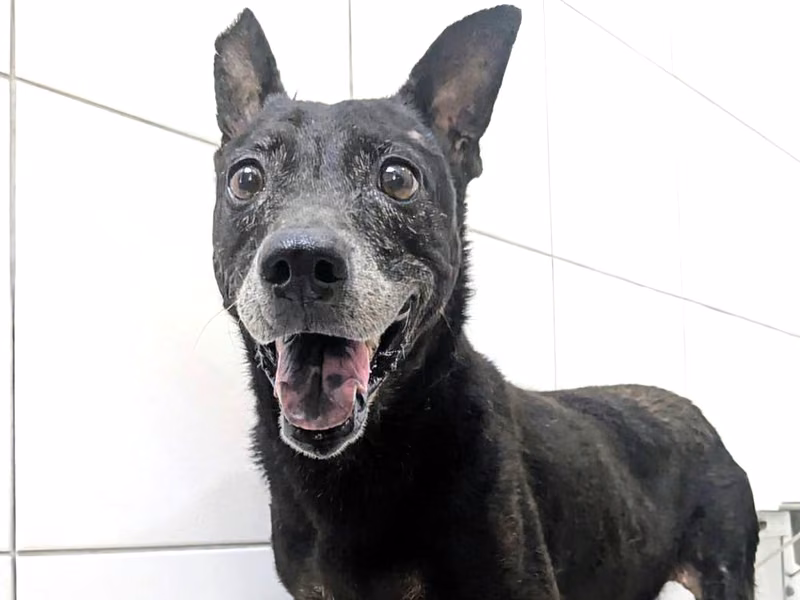 Black adult female mixed-breed dog, Medium, shelter no. …2014