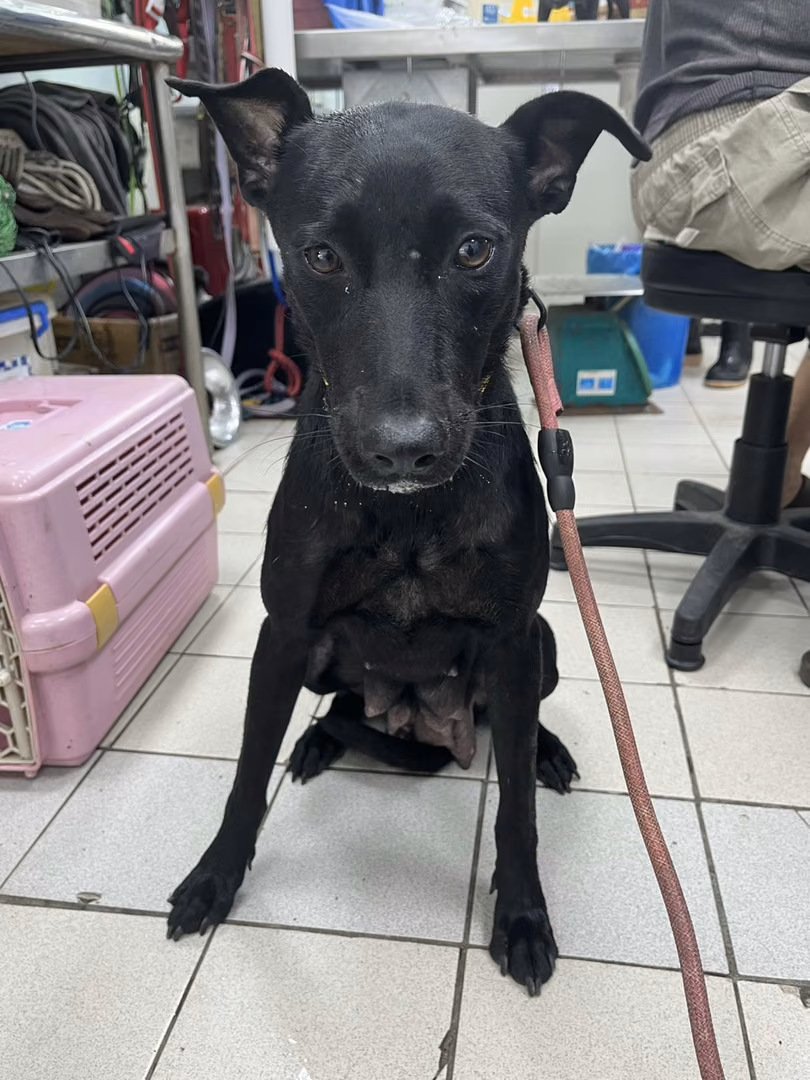 Black adult female mixed-breed dog, Medium, shelter no. …6001