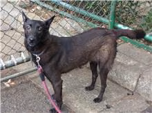 Black young female mixed-breed dog, Small, shelter no. …0612