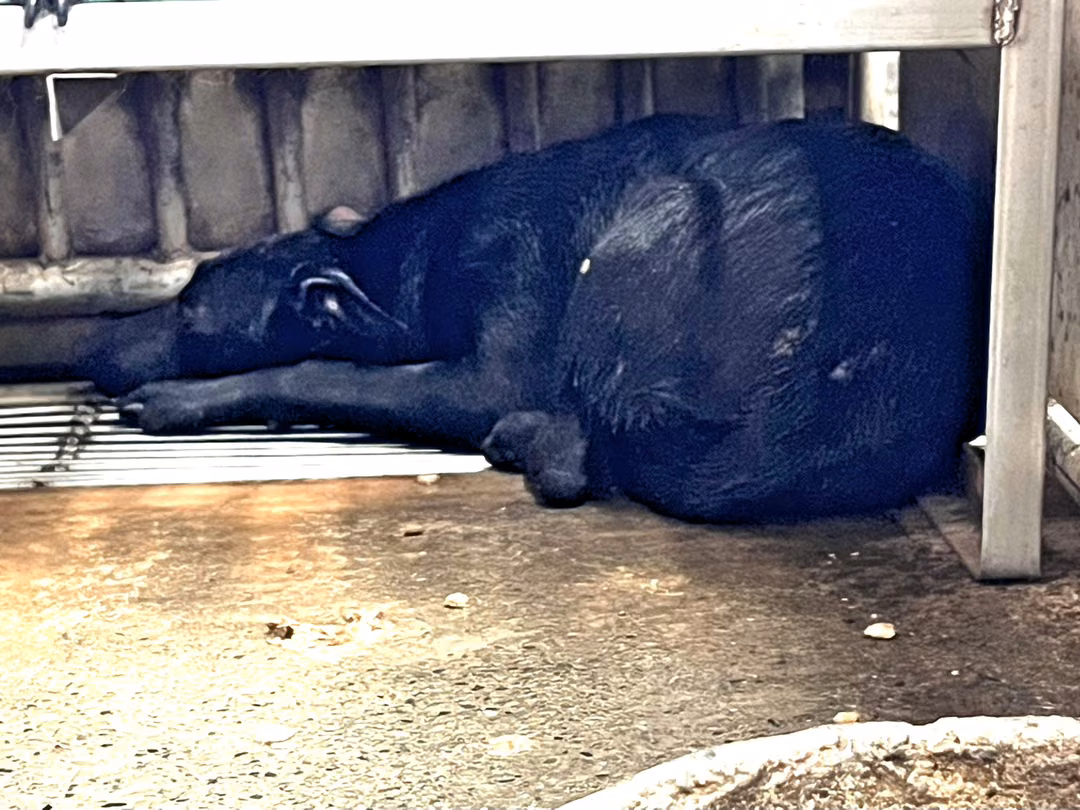 Black adult female mixed-breed dog, Medium, shelter no. …2002