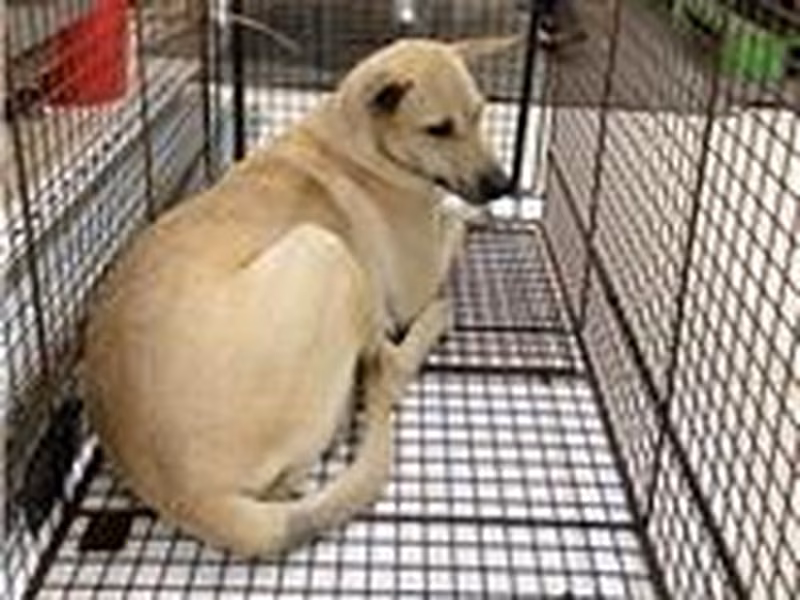 White adult male mixed-breed dog, Large, shelter no. …8D01