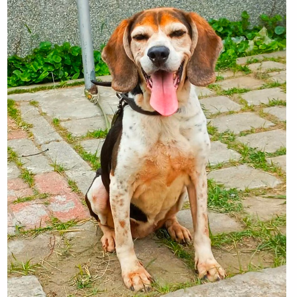 Patched adult female mixed-breed dog, Medium, shelter no. …8-07