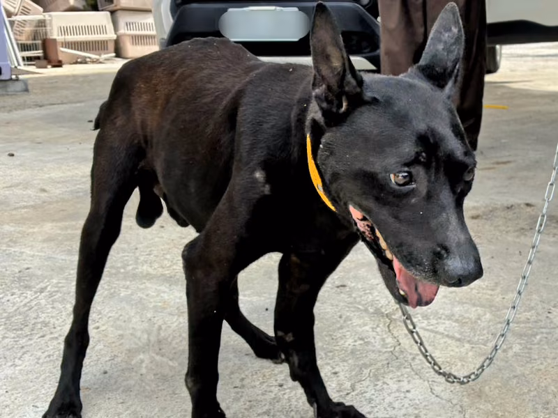 Black adult male mixed-breed dog, Medium, shelter no. …9010