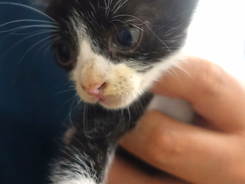 Black-and-white young mixed-breed cat, Small, shelter no. …1686