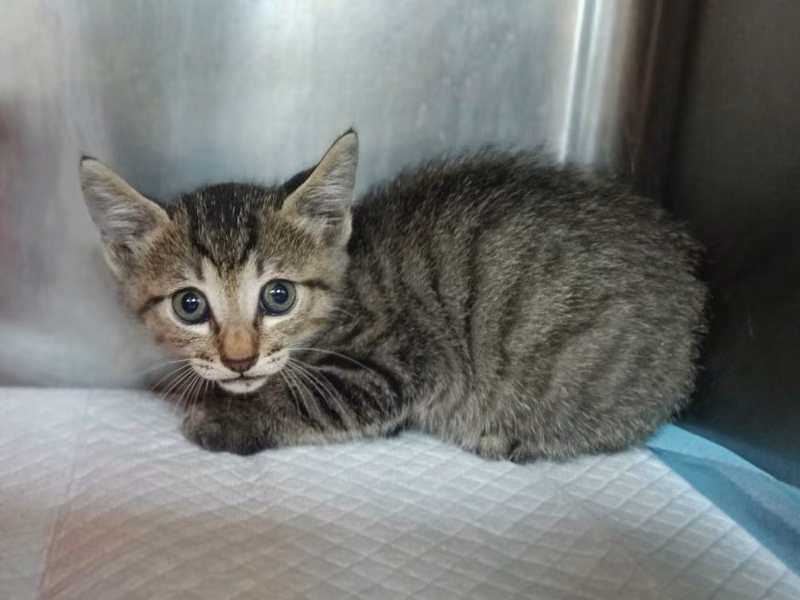 Tabby young male mixed-breed cat, Small, shelter no. …2002