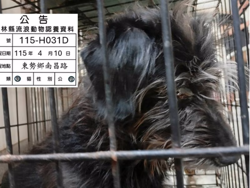 Black adult female mixed-breed dog, Small, shelter no. …031D