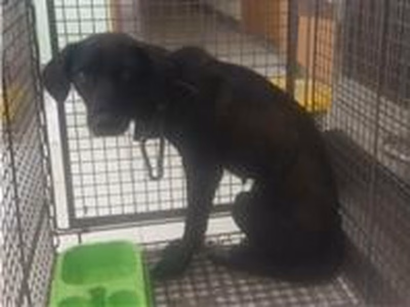 Black adult female mixed-breed dog, Medium, shelter no. …5D06