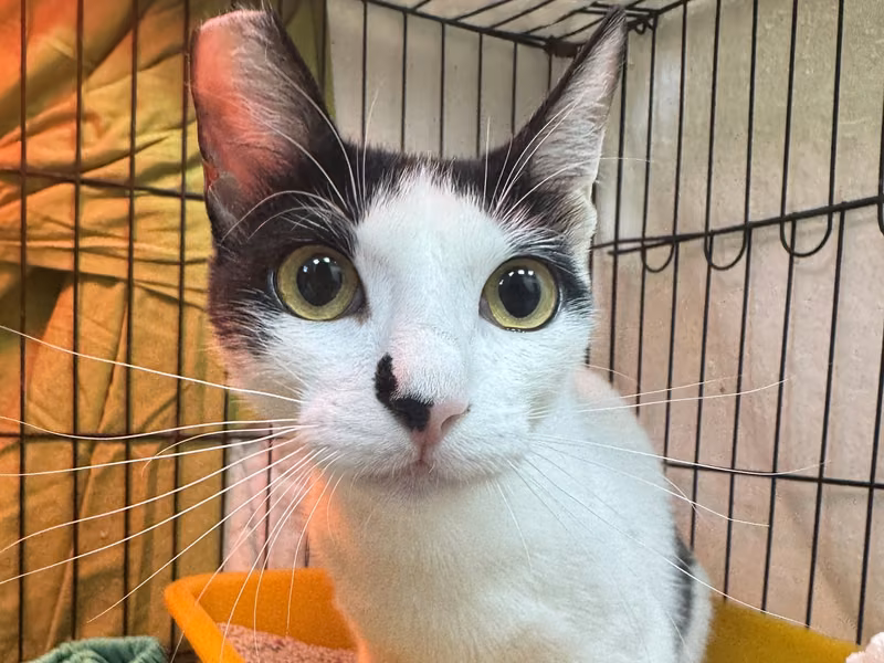 Black-and-white adult female mixed-breed cat, Small, shelter no. …0005