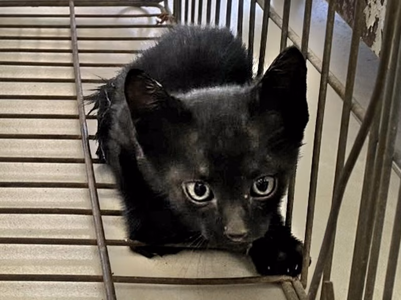 Black young female mixed-breed cat, Small, shelter no. …6C06