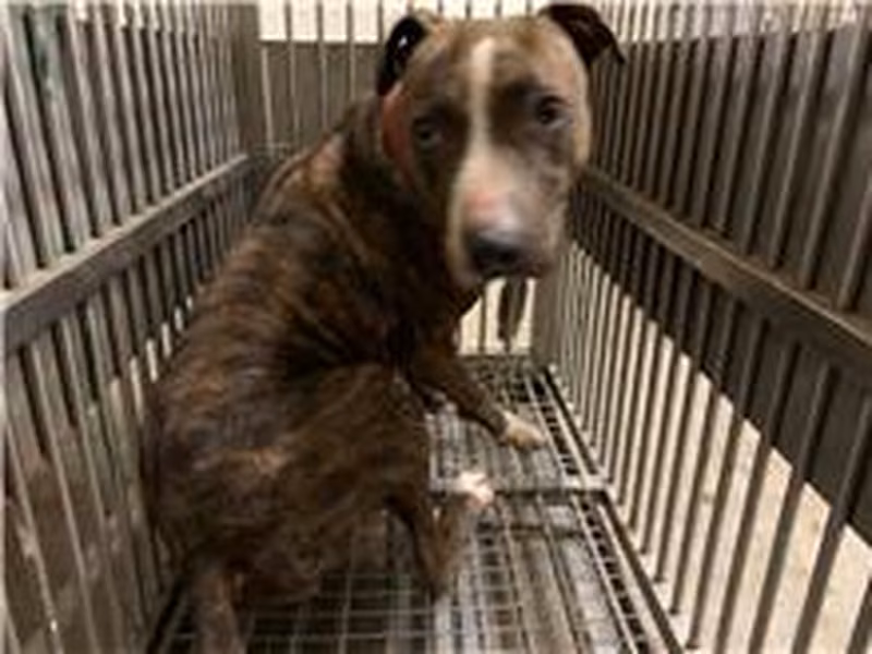 Tabby female American Pit Bull Terrier, Medium, shelter no. …4003