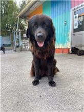 Black adult female English Mastiff, Large, shelter no. …5016