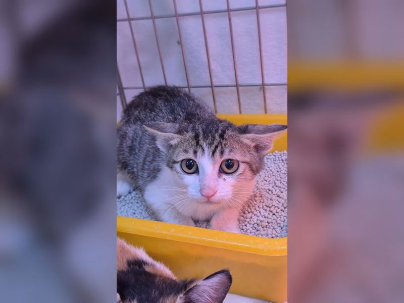Tabby-and-white young male mixed-breed cat, Small, shelter no. …3003