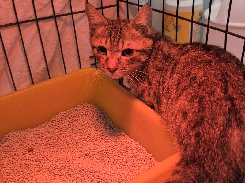 Tabby young male mixed-breed cat, Small, shelter no. …5001