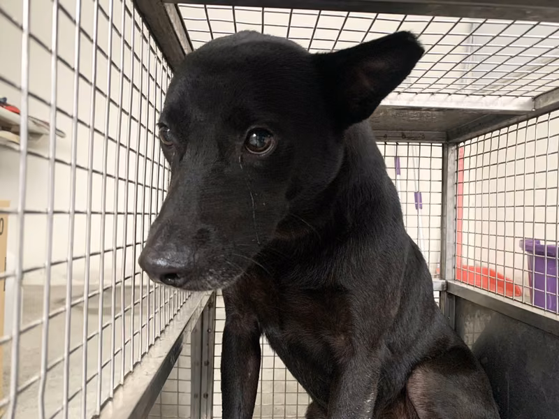 Black adult male mixed-breed dog, Medium, shelter no. …1403