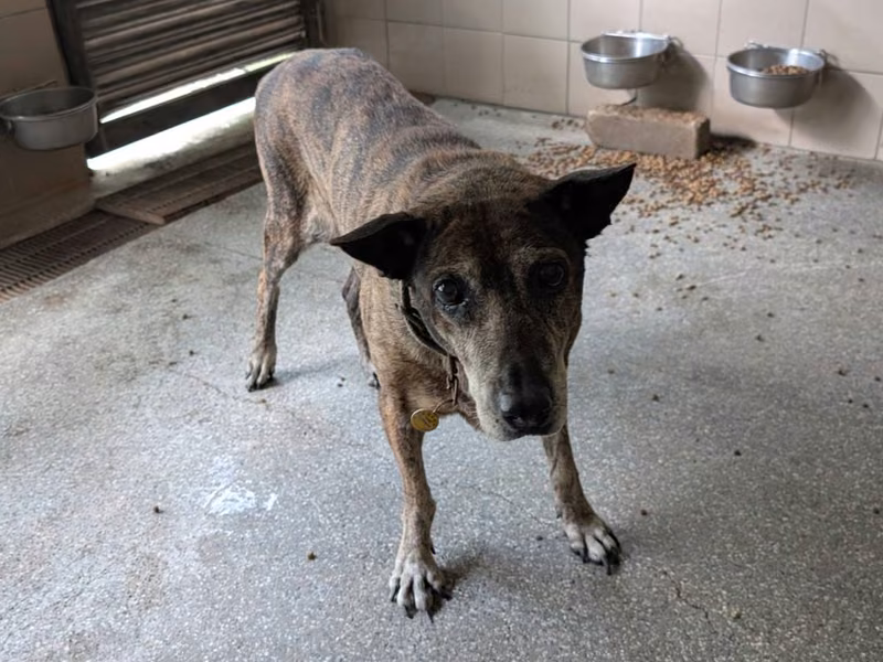 Tabby adult female mixed-breed dog, Large, shelter no. …2704