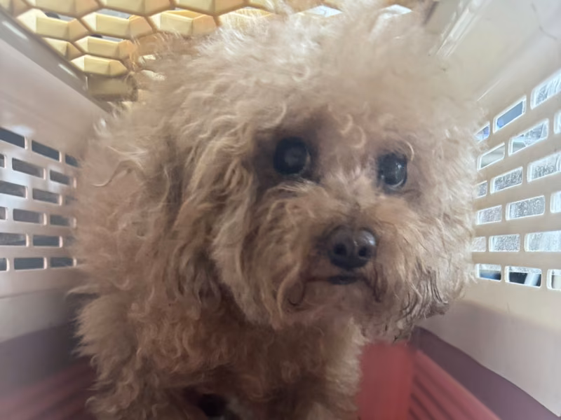 poodle (Babae, Matanda na, kayumanggi), Maliit, blg. ng shelter …3002