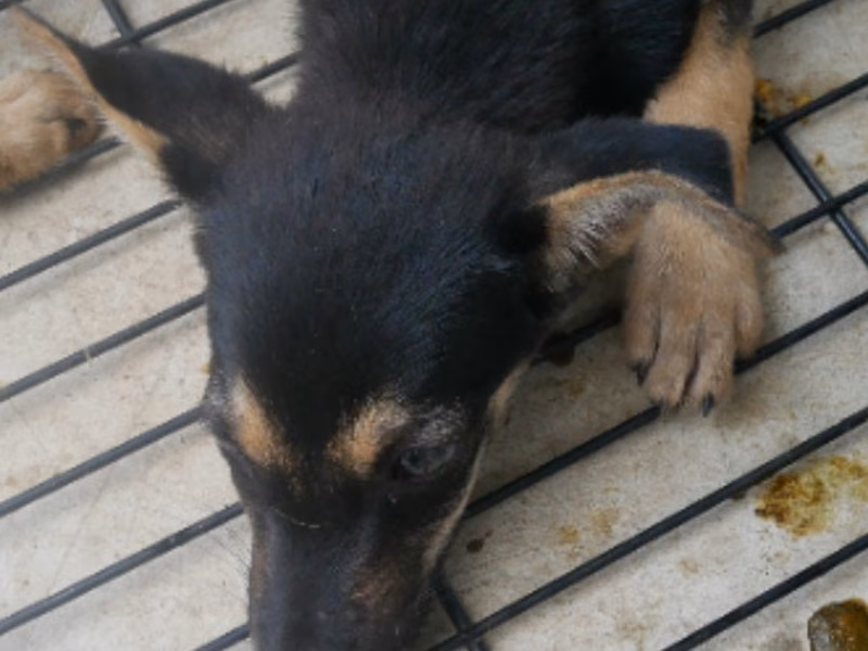 Black-and-tan adult male mixed-breed dog, Medium, shelter no. …8-04