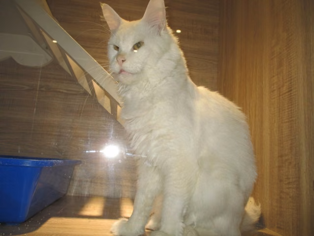 White adult male Maine coon, Large, shelter no. …9003