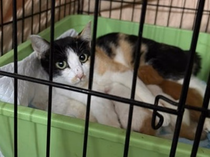 Calico adult male mixed-breed cat, Medium, shelter no. …3002