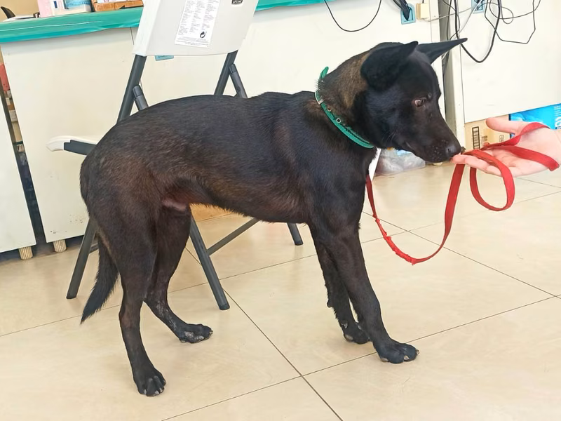 Black young male mixed-breed dog, Medium, shelter no. …6D01