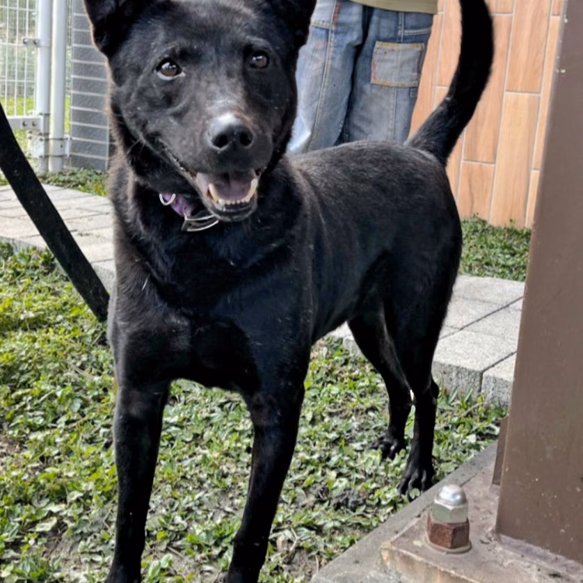 Black adult male mixed-breed dog, Large, shelter no. …0001