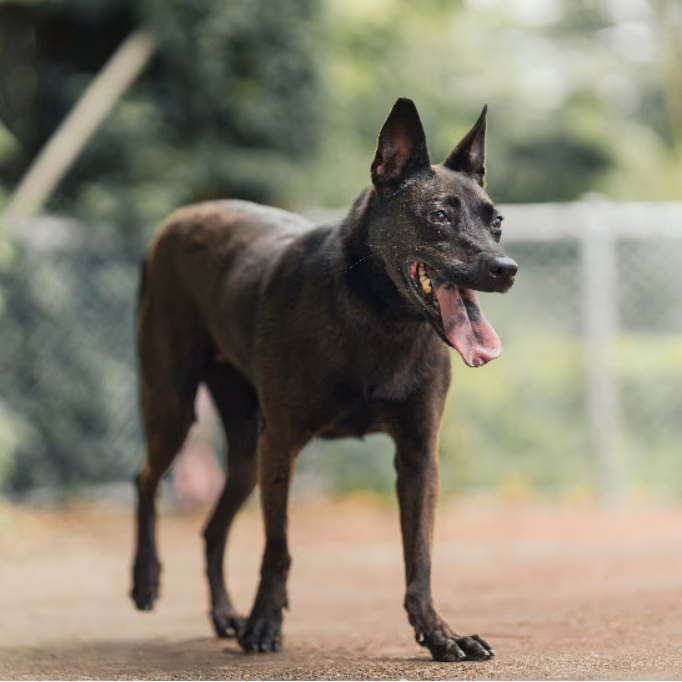 Black adult female mixed-breed dog, Medium, shelter no. …0607