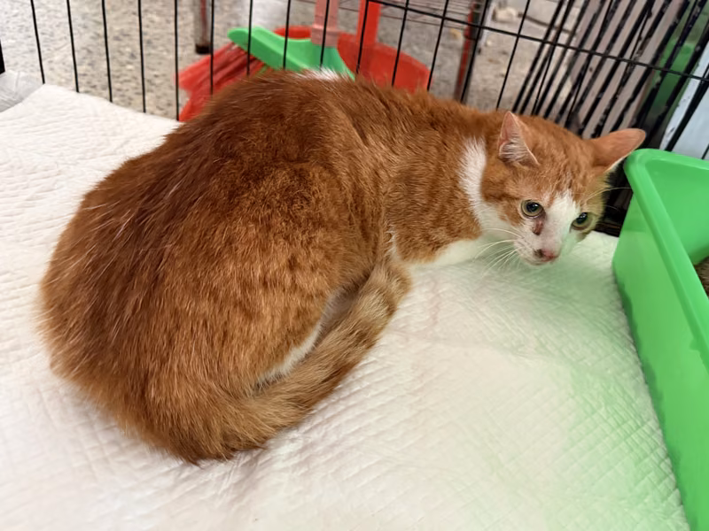 Brown adult male mixed-breed cat, Medium, shelter no. …9006