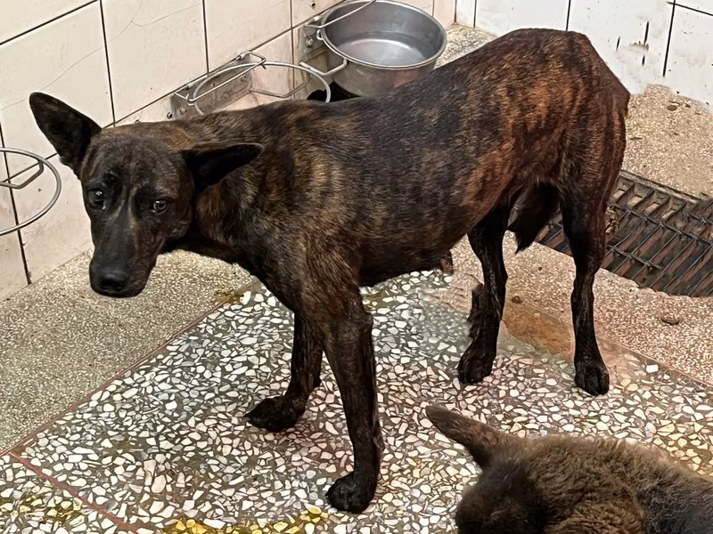 Tabby adult female mixed-breed dog, Large, shelter no. …25-1