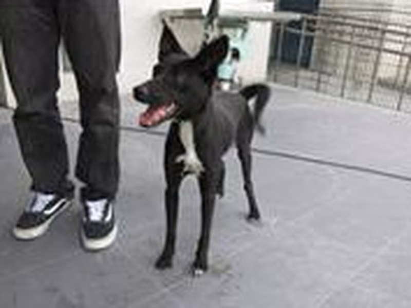 Black adult female mixed-breed dog, Medium, shelter no. …1223