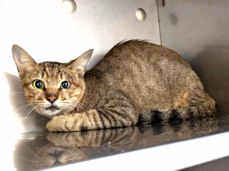 Tabby adult female mixed-breed cat, Medium, shelter no. …8001