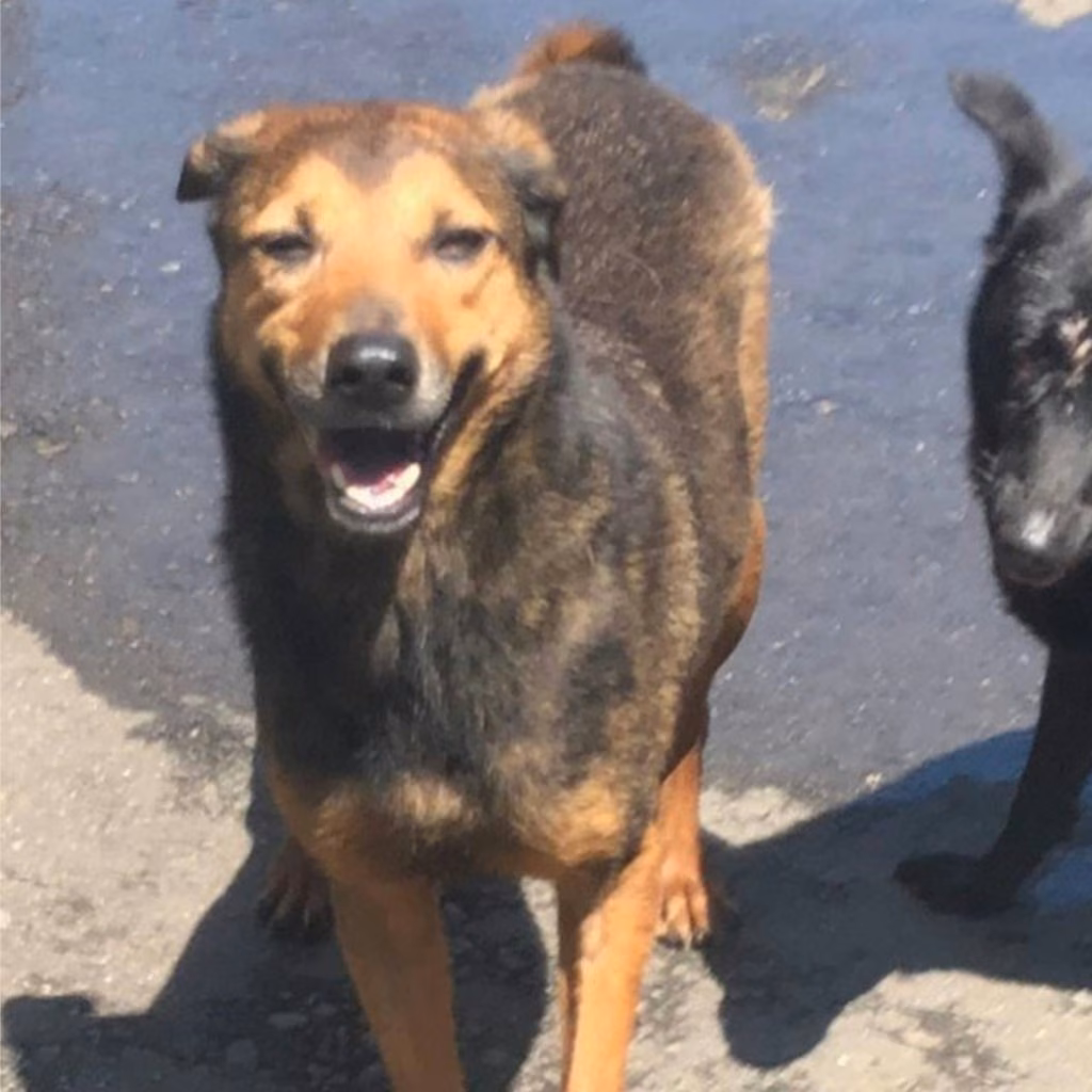 Black-and-tan adult female mixed-breed dog, Medium, shelter no. …7001