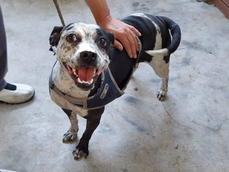 Black-and-white adult female mixed-breed dog, Medium, shelter no. …0001