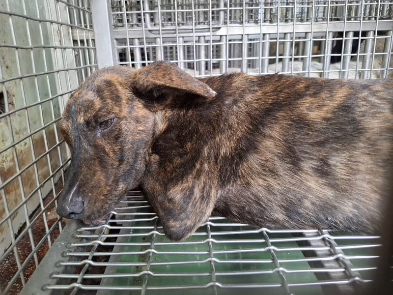 Tabby adult male mixed-breed dog, Medium, shelter no. …4-06