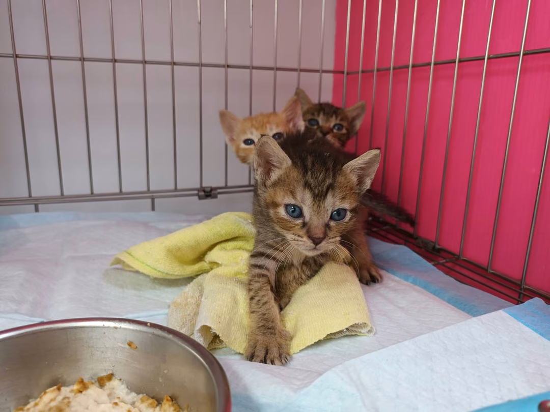 Tabby young female mixed-breed cat, Small, shelter no. …2006