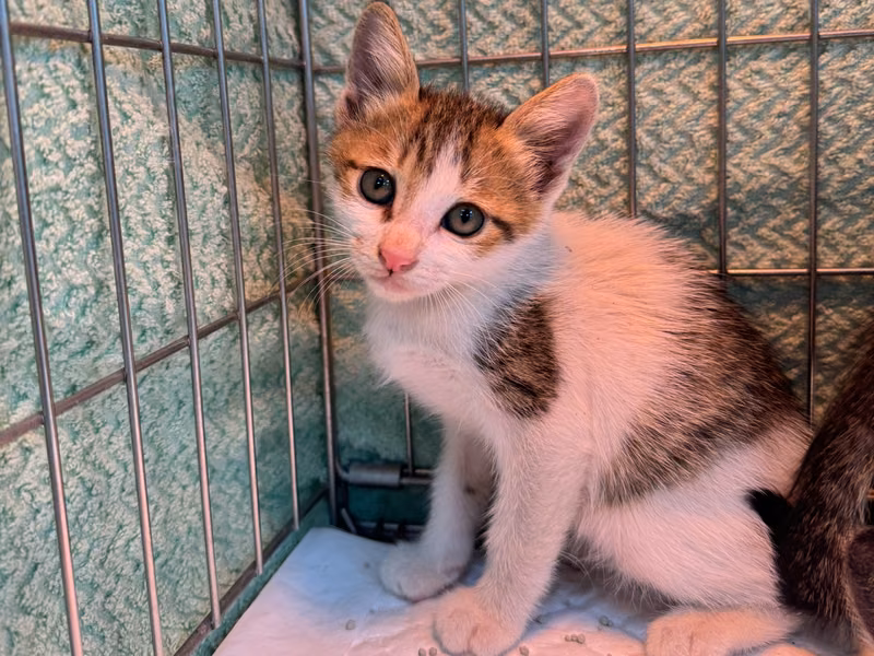 Tabby-and-white young male mixed-breed cat, Small, shelter no. …2002