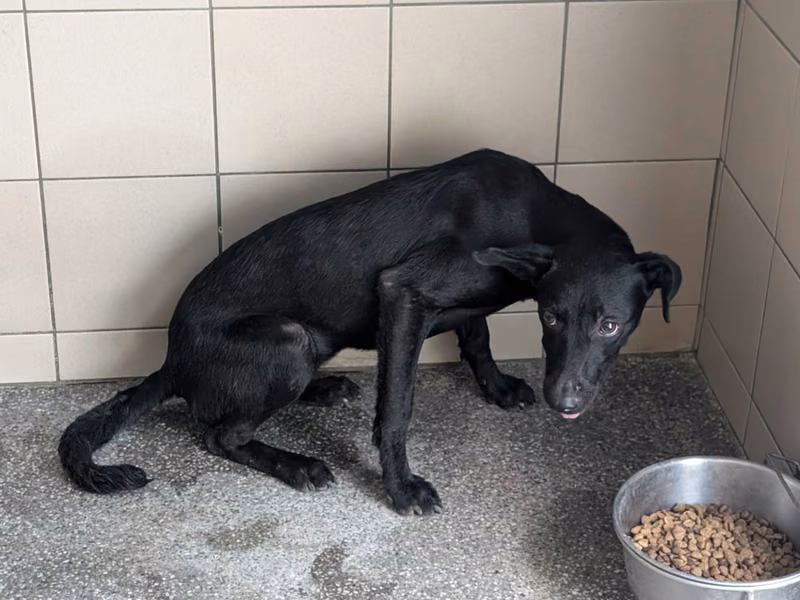 Black adult female mixed-breed dog, Large, shelter no. …0102