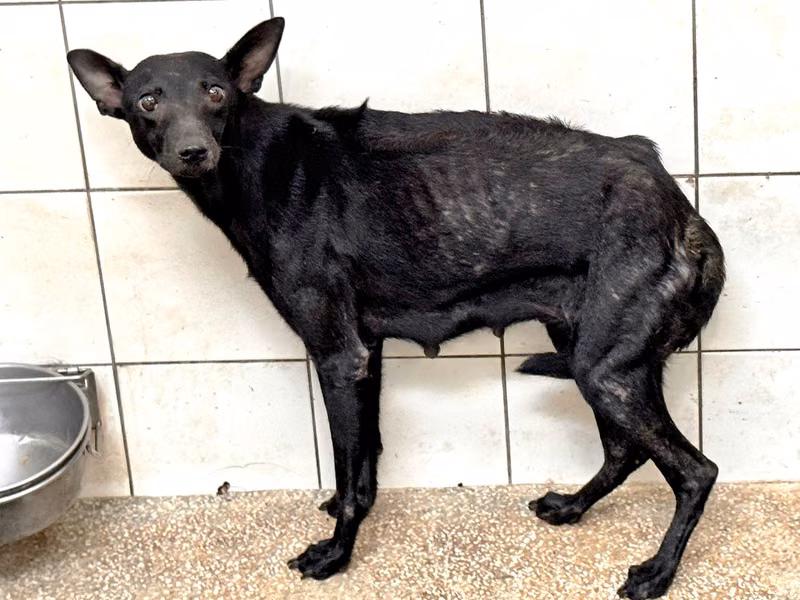 Black adult female mixed-breed dog, Large, shelter no. …16-1
