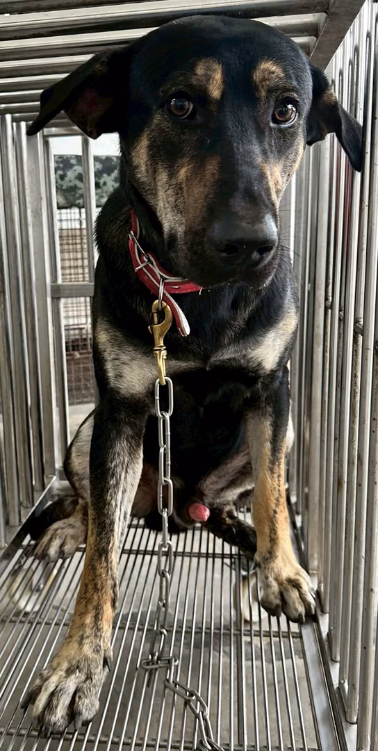 Black-and-brown adult male mixed-breed dog, Medium, shelter no. …1008
