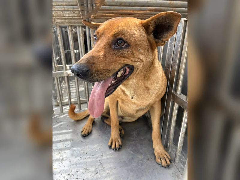 Tan adult male mixed-breed dog, Medium, shelter no. …4014