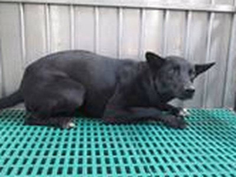 黑色成年公混种犬，中型, 收容编号 …2588