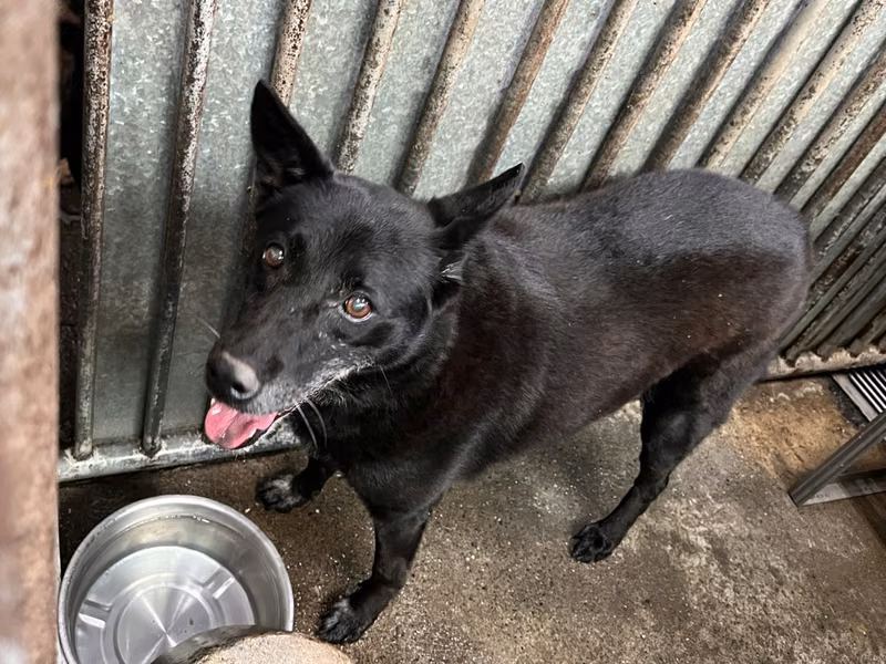 Black adult female mixed-breed dog, Medium, shelter no. …4003