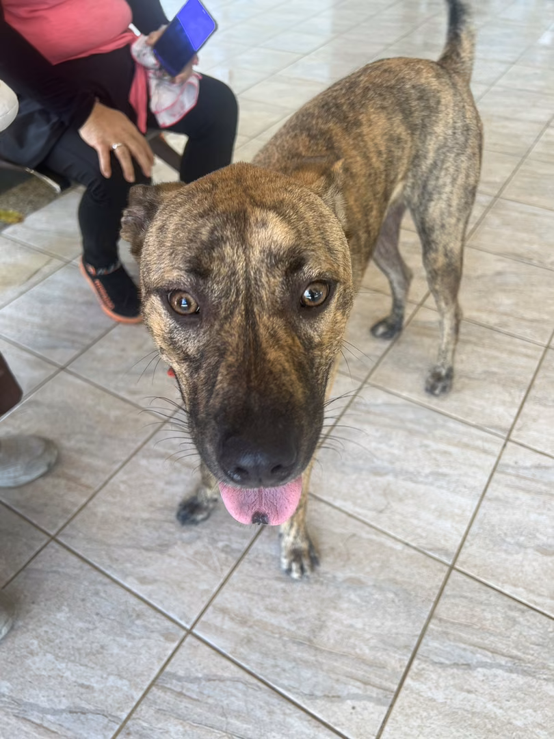 Tabby adult male mixed-breed dog, Large, shelter no. …5003