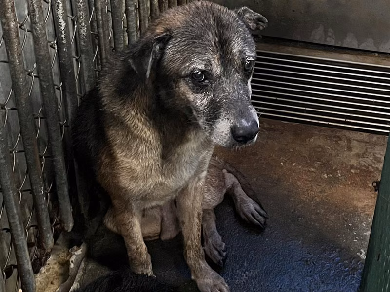 Black-and-tan adult male mixed-breed dog, Medium, shelter no. …0009